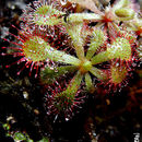 Imagem de <i>Drosera venusta</i>