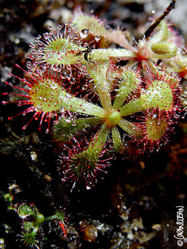 Image of <i>Drosera venusta</i>