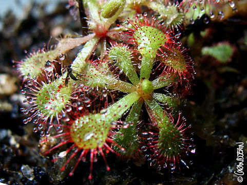 Imagem de <i>Drosera venusta</i>