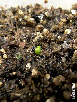 Imagem de Drosera whittakeri Planch.