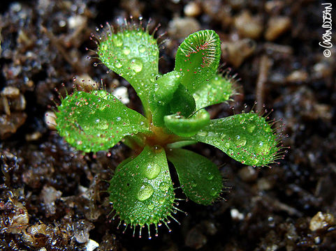 Imagem de Drosera whittakeri Planch.