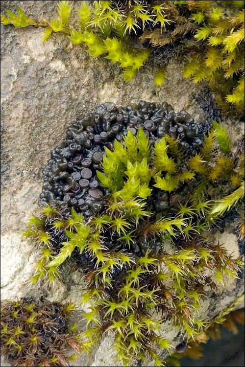 Image of jelly lichen