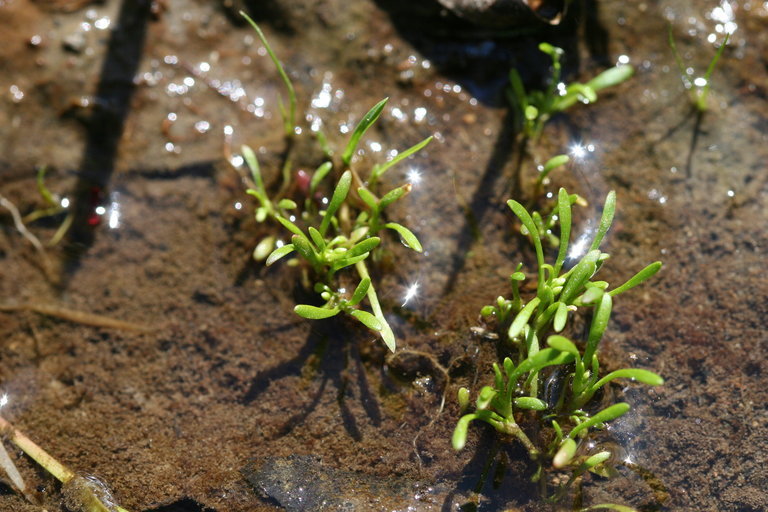 Image of Howell's minerslettuce