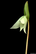 Imagem de Heliamphora minor Gleason