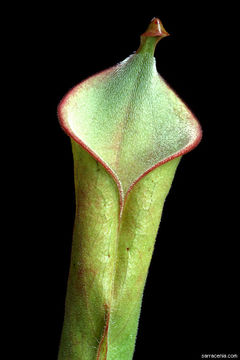 Image of Heliamphora tatei Gleason