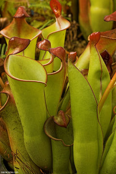 Image of Heliamphora heterodoxa Steyerm.