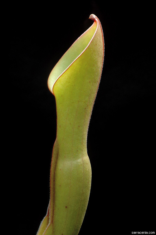 Imagem de Heliamphora nutans Benth.