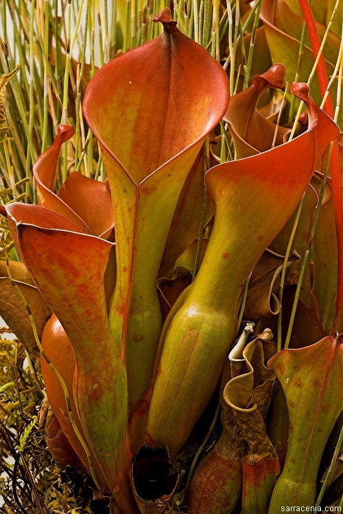 Imagem de Heliamphora nutans Benth.