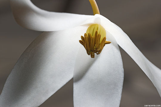 Image of Heliamphora nutans Benth.