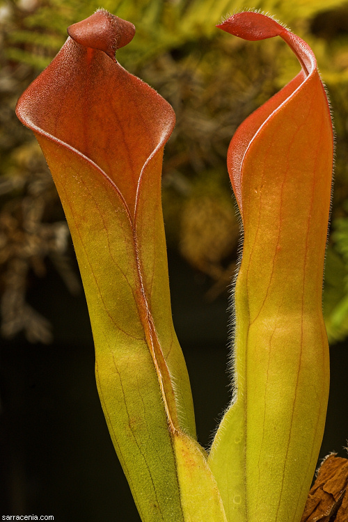 Image of Heliamphora tatei Gleason