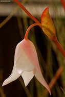 Imagem de Heliamphora