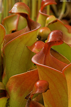 Image of Heliamphora