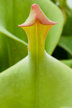 Image of Heliamphora tatei Gleason