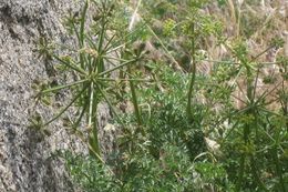 Image of Parish's umbrellawort