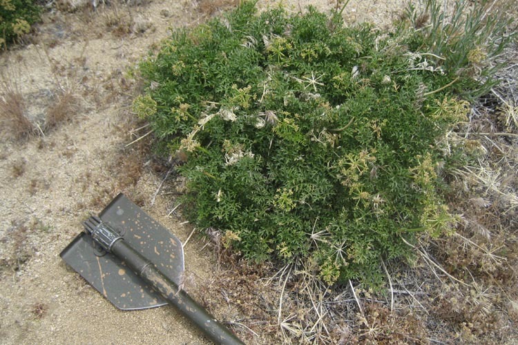 Image of Parish's umbrellawort