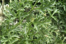 Image of Parish's umbrellawort