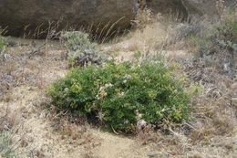 Image of Parish's umbrellawort