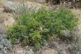 Image of Parish's umbrellawort