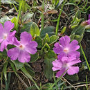 Image of Primula wulfeniana Schott