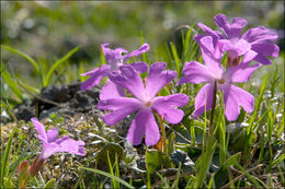 Image of Primula wulfeniana Schott