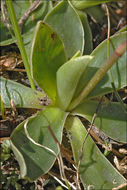 Image of Primula wulfeniana Schott