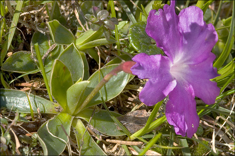 Image of Primula wulfeniana Schott