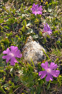 Image of Primula wulfeniana Schott