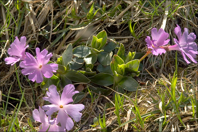 Image of Primula wulfeniana Schott