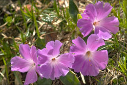 Image of Primula wulfeniana Schott