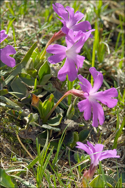 Image of Primula wulfeniana Schott