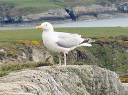 Image of Herring gull
