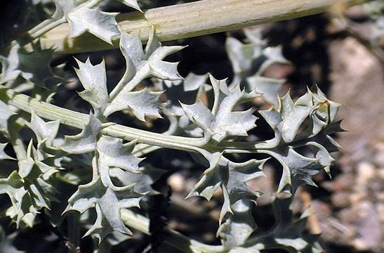 Imagem de Lomatium rigidum (M. E. Jones) Jepson