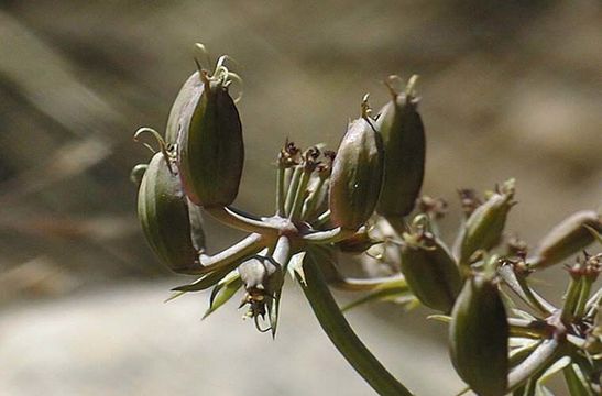 Image of Big Pine biscuitroot