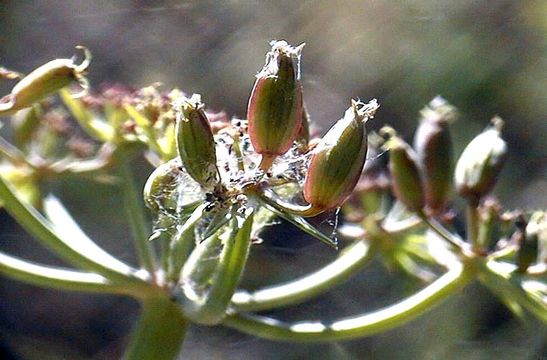 Imagem de Lomatium rigidum (M. E. Jones) Jepson