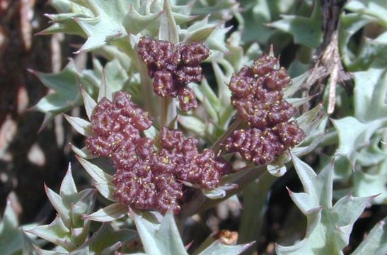 Imagem de Lomatium rigidum (M. E. Jones) Jepson