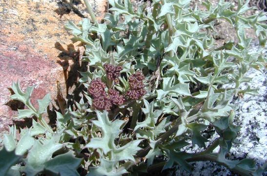 Imagem de Lomatium rigidum (M. E. Jones) Jepson