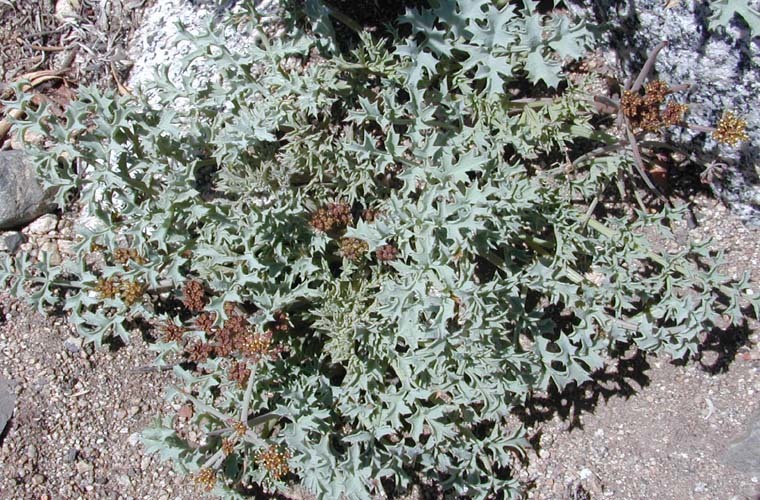 Lomatium rigidum (M. E. Jones) Jepson resmi