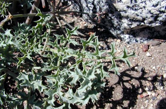 Imagem de Lomatium rigidum (M. E. Jones) Jepson