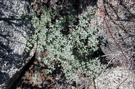 Imagem de Lomatium rigidum (M. E. Jones) Jepson