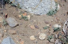 Image of Big Pine biscuitroot