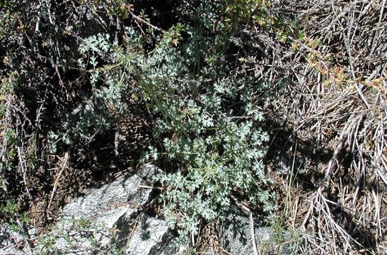 Image of Big Pine biscuitroot