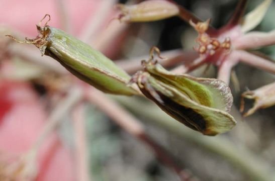 Imagem de Lomatium rigidum (M. E. Jones) Jepson