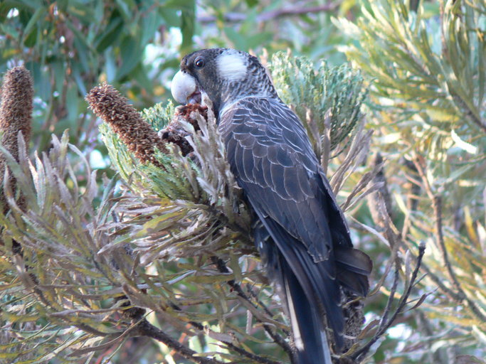 Image of Long-billed black cockatoo