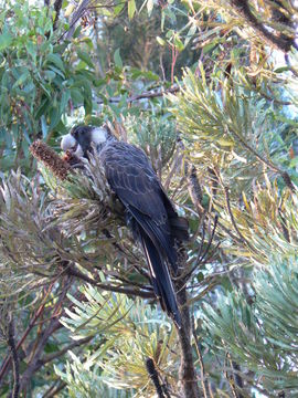 Image of <i>Calyptorhynchus baudinii</i>