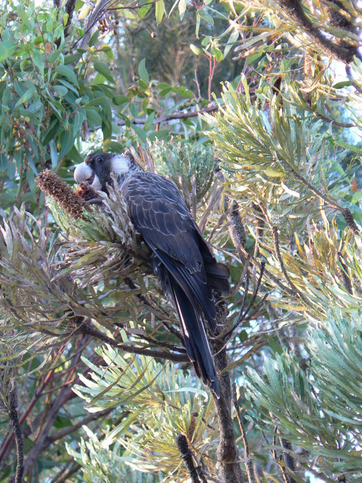 Image of Long-billed black cockatoo