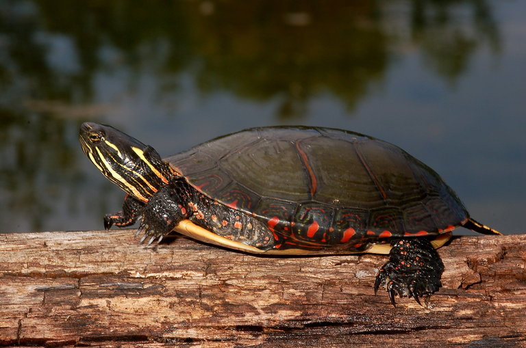 Imagem de Chrysemys picta marginata Agassiz 1857