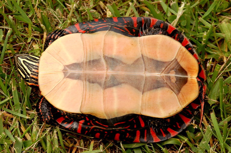 Image of Chrysemys picta marginata Agassiz 1857