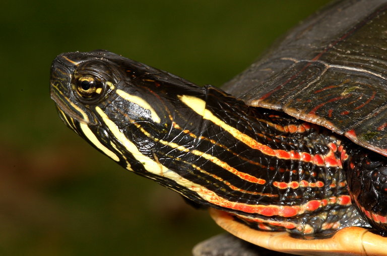 Image of Chrysemys picta marginata Agassiz 1857