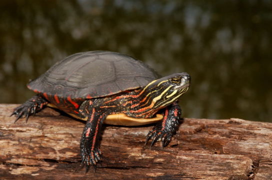 Image of Chrysemys picta marginata Agassiz 1857