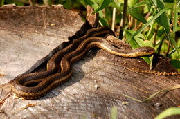 Image of Thamnophis sirtalis sirtalis (Linnaeus 1758)